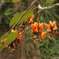 Erythrina fusca Lour.